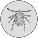 parasites-and-lyme.png